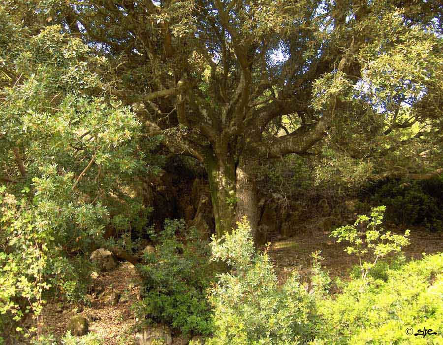 Antichi Lecci sulle montagne di Teulada